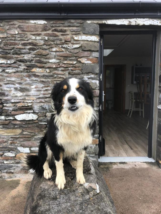 Old Irish Farmhouse 丁格尔 外观 照片