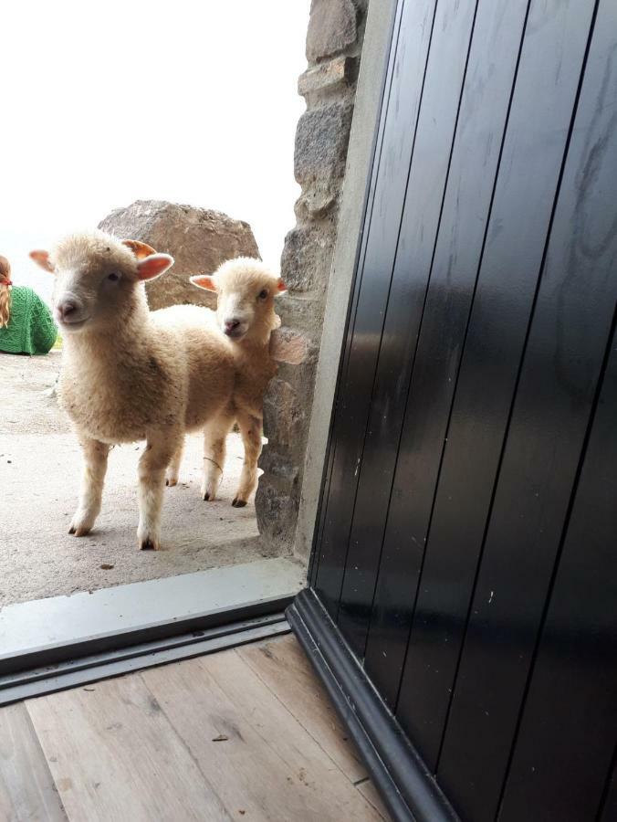 Old Irish Farmhouse 丁格尔 外观 照片