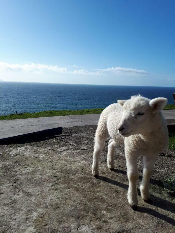 Old Irish Farmhouse 丁格尔 外观 照片